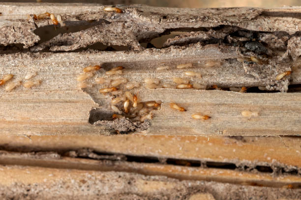 Best Pest Control for Homes  in Sardis, MS