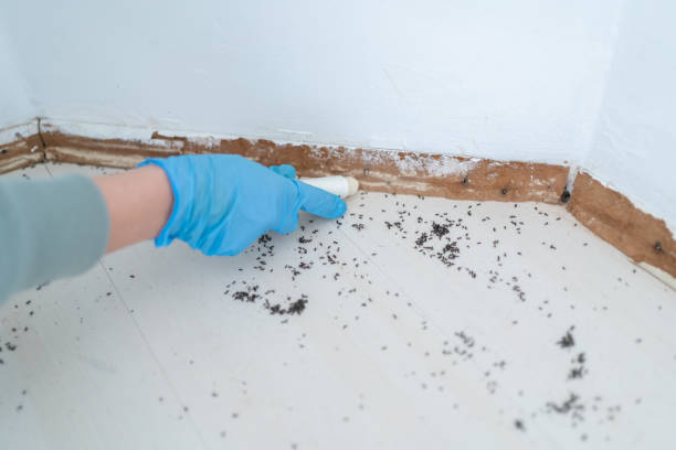 Best Termite Control Services  in Sardis, MS